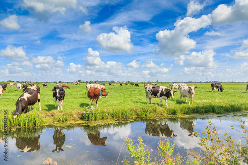 Dutch polder and meadow landscape in the summer with juicy green grass and grazing black and brown white cows against a horizon with hedgerows and farms and a Dutch cloudy sky