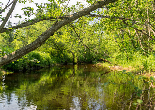 a small brown river, trees fall into the water, low river calm,.summer forest river reflection landscape..