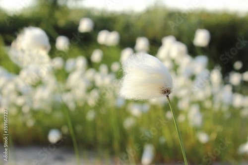 a white fluffy flower growing in the far North on a blurry background of these flowers