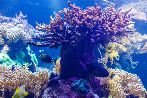 Little colorful fish, bright coral reef in aquarium. Underwater life.