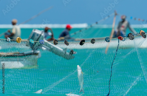Net fishing in Rodrigues island. Opening of the fishing season on the first of March 2017