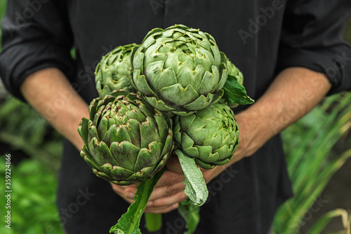 Organic vegetables. Healthy vegan delicacy food. Fresh organic artichoke in farmers hands