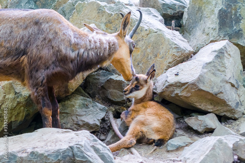 Baby Alpine chamois on a rocky hill