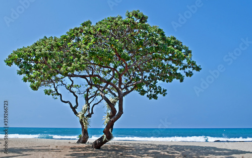 These two heliotrope trees (Tournefortia argentea) are growing on a beautiful peaceful tropical sandy beach. What is rare about these is the clusters of white orchids (epiphytes) that are growing ou