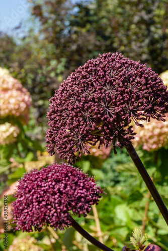 Vertical image of Korean angelica (Angelica gigas) in flower