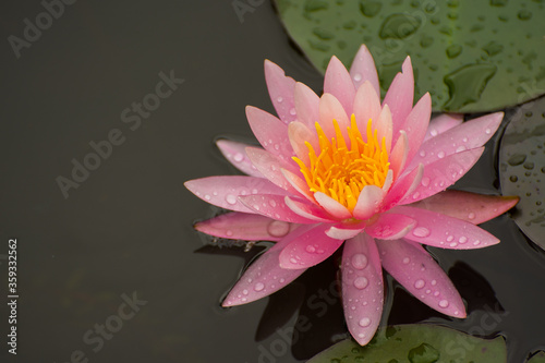 close up pink lily pad with water drops