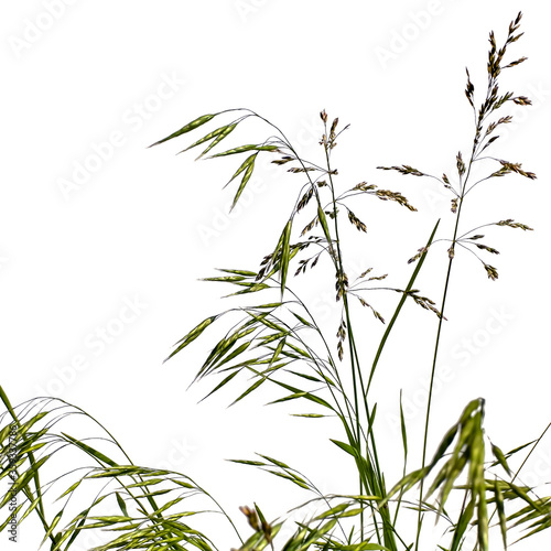 Stalks of meadow grass Bromus secalinus and Poa pratensis, isolated on white background. Wild meadow grass with green and brown spikelets