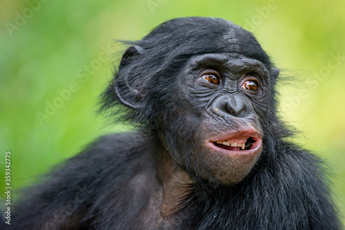Portrait of juvenile Bonobo. Close up. Scientific name: Pan paniscus. Democratic Republic of Congo. Africa.