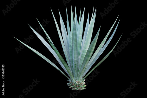 Agave plant isolated on black background. clipping path. Agave plant tropical drought tolerance has sharp thorns.