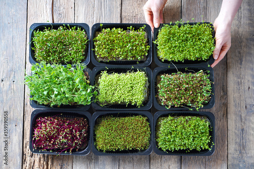 Microgreens growing background with microgreen sprouts on the wooden table. Top view.