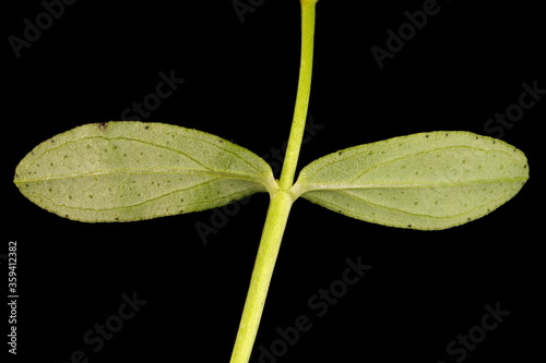 Perforate St. John's-Wort (Hypericum perforatum). Leaves Closeup