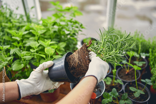 Qualified nursery worker replanting a potted plant