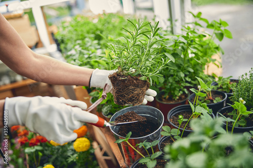 Female in gloves transplanting a rosemary seedling