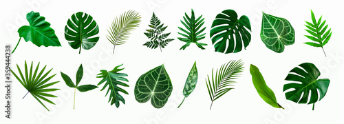 set of green monstera palm and tropical plant leaf isolated on white background for design elements, Flat lay