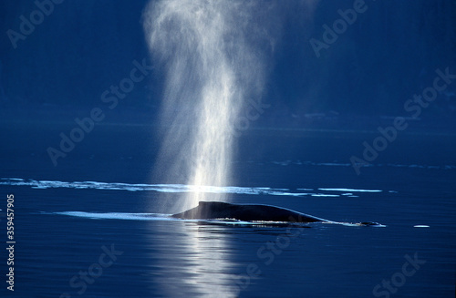 BALEINE A BOSSE megaptera novaeangliae