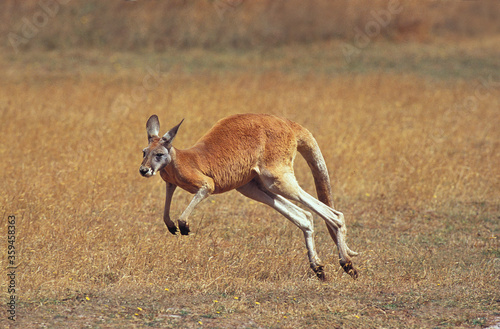 KANGOUROU ROUX macropus rufus