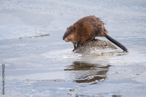 A muskrat pauses before diving into the icy water in search of mussels at Colonel Samuel Smith Park in Toronto, Ontario, Canada.