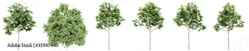Set or collection of green rowan trees isolated on white background. Concept or conceptual 3d illustration for nature, ecology and conservation, strength and endurance, force and life