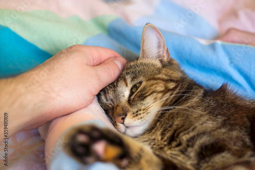 Caring human hand stroking head of young drowsing cat