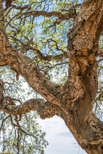 Cork oak tree from Tuscany, Italy