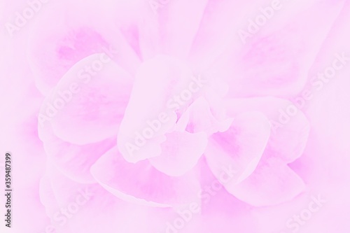 Pale pink flower peony, soft focus, delicate floral background