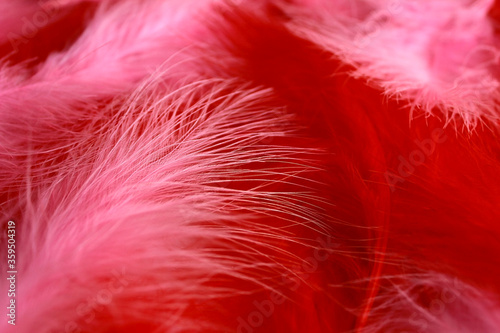 Background of red and pink fuchsia boa feathers in art deco retro and burlesque vintage style