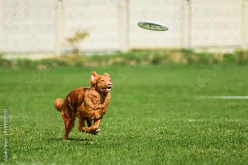 toller running for rolling flying disk, dog sport competition