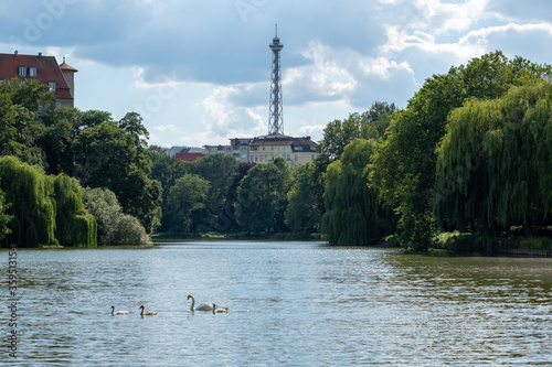 Schwanfamilie auf dem Lietzensee