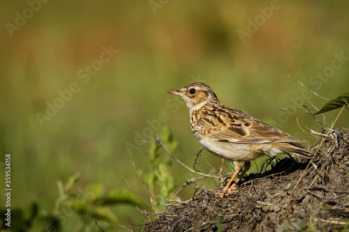 Wood Lark - Lullula arborea brown crested bird on the meadow (pastureland), lark genus Lullula, found in most of Europe, the Middle East, western Asia and the mountains of north Africa