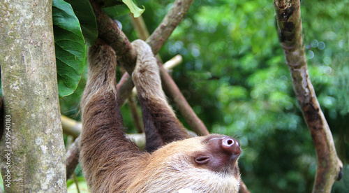 oso perezoso de dos dedos tierno bebe colgando de un árbol en un centro de rescate en costa rica animal mamifero exótico de selva tropical