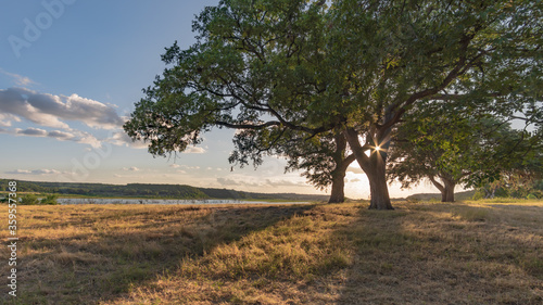 Oak tree in field by Lake Georgetown, in Georgetown, TX