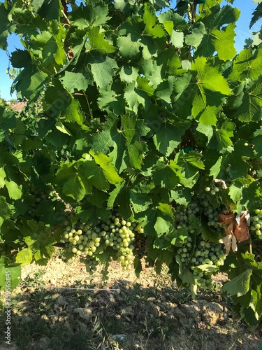 Timorasso vineyard on the hills of Tortona, Piedmont - Italy