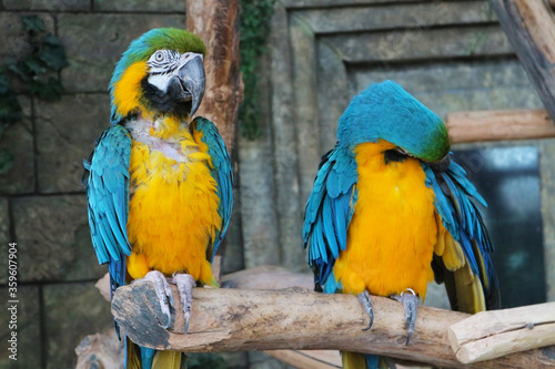 Two shabby parrots in captivity.