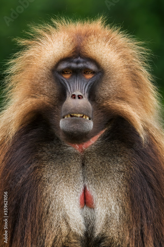 Gelada Baboon - Theropithecus gelada, beautiful ground primate from Semien mountains, Ethiopia.