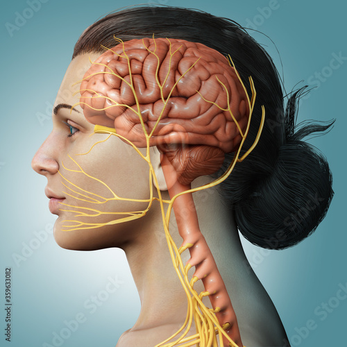 3d rendered medically accurate illustration of a female brain anatomy