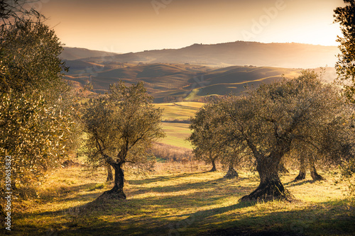 Olive trees in the amazing countryside of Val d'Orcia, Tuscany, Italy.