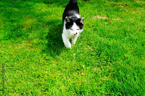 Czarno biały kot na soczyście zielonej trawie