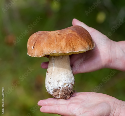 White Mushroom close - up in the hands of a man on a green background in summer