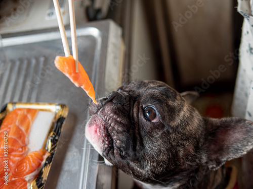 dog in the kitchen, Feeding raw salmon or sashimi to young French bulldog 