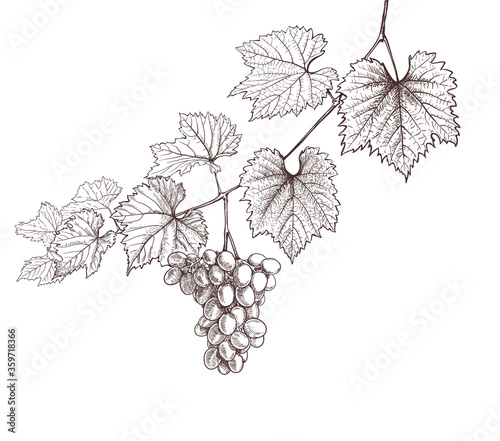 grapevine and grapes hand drawing on white. wine leaves and bunch of grapes retro decorative illustration