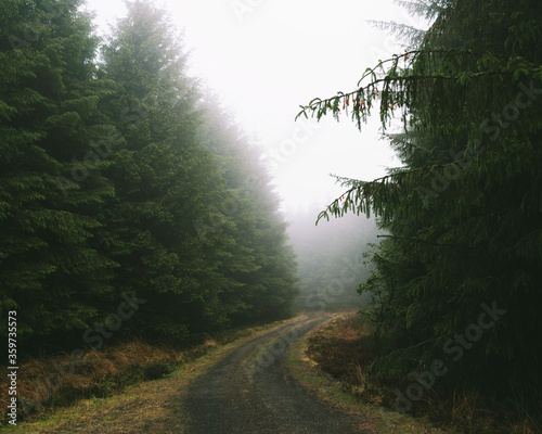 Northumberland Cheviots on a misty day in spring. Following the river that runs through Ingram Valley. Surrounded by beautiful landscape of trees, waterfalls and wild flowers.