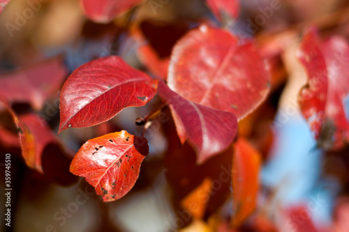 Red autumn leaves. Pear or Apple tree.