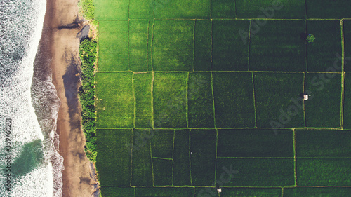 Aerial photo from flying drone of a beautiful nature landscape with growing healthy organic food along ocean seashore. Beauty scenery with paddy farm with arable and sowing land with crop in Thailand