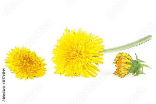 Yellow dandelion flowers isolated on a white background