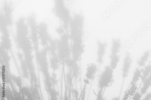 Blurred overlay effect for for natural light photo effects. Gray shadows of lavender flowers on a white wall. Abstract neutral nature concept background. Space for text.