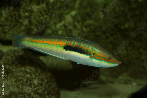 Rainbow wrasse (Coris julis).