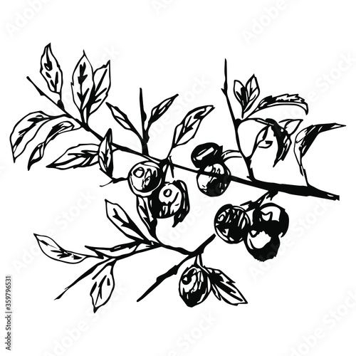 Branch of blackthorn plant with leaves and berries. Prune fruits. Prunus spinosa. Hand drawn linear sketch. Black and white silhouette.