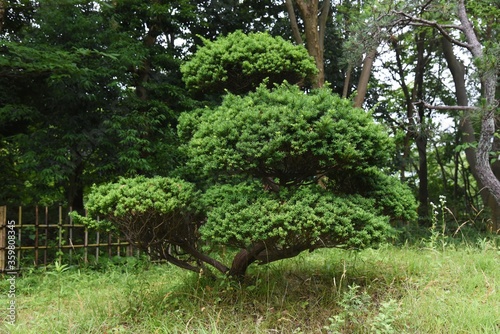 Dwarf japanese yew is a Taxaceae evergreen tree with horizontal branches.