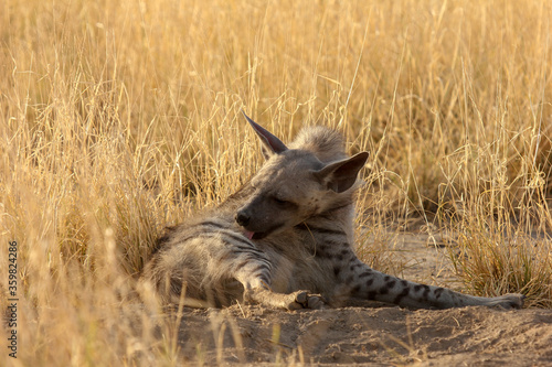 Striped Hyena (Hyaena hyaena) from grasslands of blackbuck national park, valavadar, gujarat, india