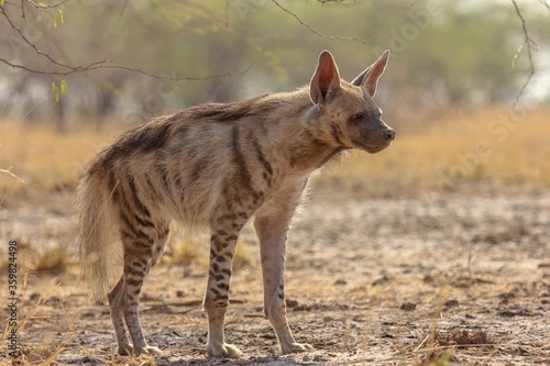 Striped Hyena (Hyaena hyaena) from grasslands of blackbuck national park, valavadar, gujarat, india